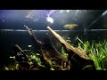 How to Set Up Planted Aquarium for Beginners Without CO2 Injection