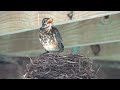 Robin pre-fledgling nestling; on the nest's edge, not in, but not out; Alexandria, Va; July 21, 2019