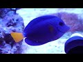 Fish Spotlight: Purple Tang