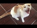 cat - video 1