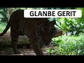 Guess the Animal Sound Game | Jungle Animal Sounds Quiz