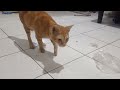 kasihan kucing oyen kakinya pincang#kucingjalanan #rescuekucing #kucinglovers