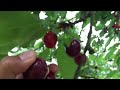 Cherry Picking in Germany 🍒 #cherry #filipinoingermany