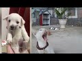 🤣😹 Best Cats Videos 😍🐶 Funniest Animals #8