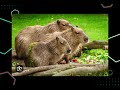 Capibara