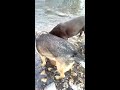 Labrador Retriever and German Shepherd Frolicking In A Wintery Creek