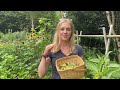 Harvest with Me: Beans and Peppers. Zone 5b, Newfoundland.