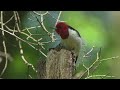 2024 Red headed Woodpecker 