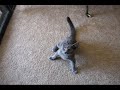 Funny Cat Video - Drunk Cat - Dandy Walker - Cat Without Whiskers