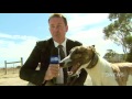 Fernando Bale on channel 9 news