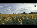 Flower | ಸೂರ್ಯಕಾಂತಿ | Sunflower | Autumn Beauty Sunflower | Nature | Raghav Pravir | Mysore