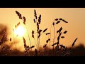 Beautiful Relaxing music : Music for the soul