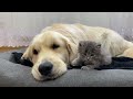 What does a Tiny Kitten do when It Finds a Sleeping Golden Retriever