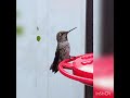 A beautiful overcast hummingbird morning 💜