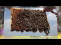 PHYSC 12 Video Assignment - The Effects of Climate Change on Honey Bees