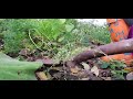 Harvesting Carrots in my garden since rain had stop