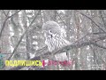 Сова бородатая неясыть и смелые ополовники. Great Gray Owl and Long-tailed Tits.