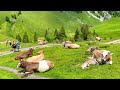 Stäubifall, Switzerland 4K - The Most Amazing Waterfall on The Earth - Relaxing Nature Sounds