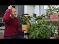 Living With 300 Plants! Full Home Tour