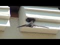 Swifts fighting outside swift box May 2019