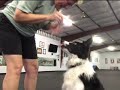 Rapid Fire Treating - Teaches dog to eat fast!  The life and Training of a Competition Puppy