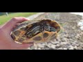 3rd turtle rescue today (kamikaze ending)