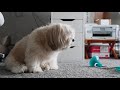 [Eng Sub] Are they playing or are they fighting? 🤔 | Doggie Playdate