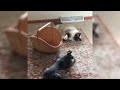 Funny Animal Videos - 🐾Your 1 Hour Dose of Hilarious Dogs & Cats😂🐶🐱