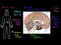 Neurotransmitter anatomy | Organ Systems | MCAT | Khan Academy