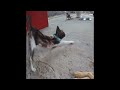 ❤️🤣 Try Not To Laugh Dogs And Cats 😂🤣 New Funny Animals 2024 # 24