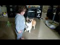Corgi's and baby playing with bubbles!