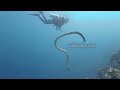 sea snake vs moray eel