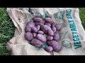 Royal Blue Potato Harvest - How Many Will I Get From One Container?