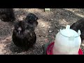 Silkie Chicks and Chickens Fun Friendly Pets - Live Life DIY