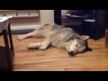 Husky dog dreamer the sequel