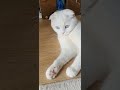 Must See Cuteness: Scottish Fold Kitty Playing with a Straw