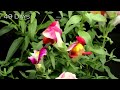 🌸Snapdragon🌸: Timelapse from SEED🌱 to FLOWER 🌼