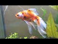 Fantail Goldfish Care - Beginner's Guide