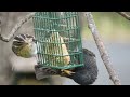 Rose Breasted Grosbeak