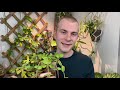 How To Care For Peperomia “Hope” | Plant Of The Week Ep. 5