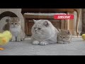 British shorthair cat Apollo and his kittens walking and playing with a tiny chicken