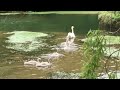 Following Mum 🦢