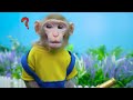 KiKi Monkey cook Minnie Mouse Rainbow Jelly and go Swimming Pool with Ducklings | KUDO ANIMAL KIKI