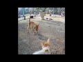 🐈😂 Funny Dog And Cat Videos ❤️😻 Funniest Animals #17