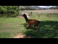 Llamas having a swim