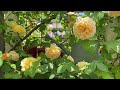 薔薇とクレマチスが咲き誇る美しすぎるお庭！雑誌「Garden×Garden」に何度も掲載されているお洒落で素敵なガーデニングショップ | O`sgarden | 園芸/観葉植物店巡り | 奈良/桜井市