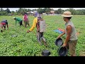Herbicide application sa pakwan || herbicide application || watermelon 🍉 || Joel&farm TV