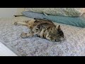 Cats love a freshly laundered bed