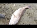 I hooked up on a HUGE Red Drum! While using light tackle! Look what happens!