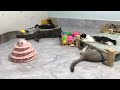 You Laugh You Lose😹Funniest Dogs and Cats 2024😻🐶